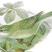 Eastern Olivaceous Warbler